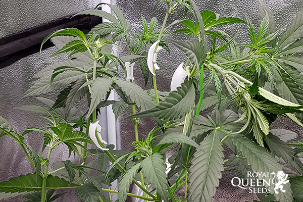 Planteclips til LST-plantetræning