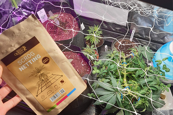 ScrOG-trådnet ScrOG-trådnet