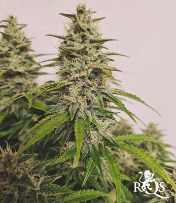 Sherbet Queen Auto Sherbet Queen Auto