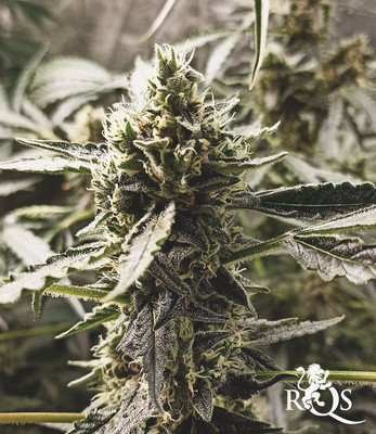 Sherbet Queen Auto Sherbet Queen Auto