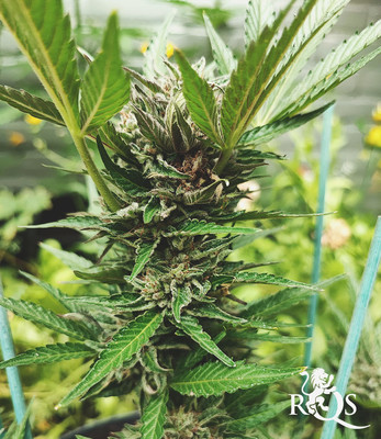 North Thunderfuck Auto North Thunderfuck Auto