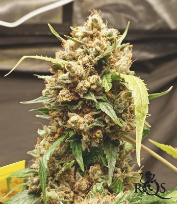 Cookies Gelato Auto Cookies Gelato Auto