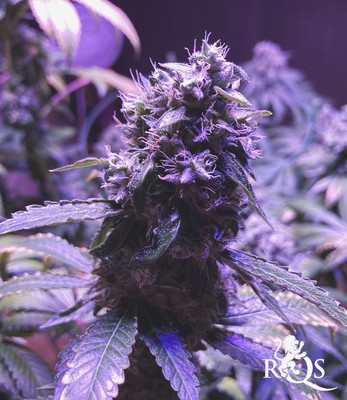 Royal Skywalker Royal Skywalker