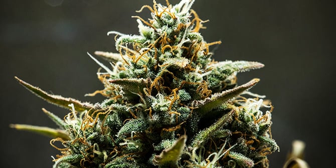 Automatisk Blomstrende Cannabisfrø
